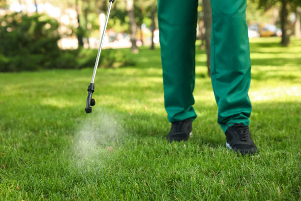 Best Wasp Removal Services  in Frankfort Square, IL