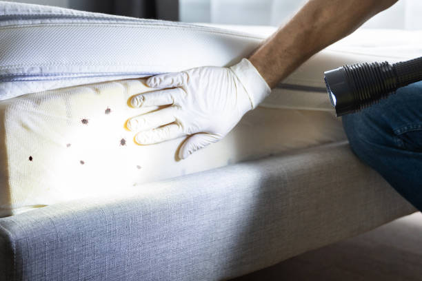 Reliable Frankfort Square, IL Pest Control Solutions