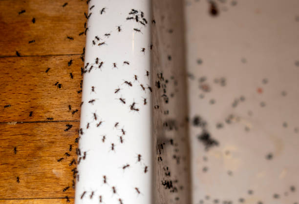 Best Exterminator Services  in Frankfort Square, IL