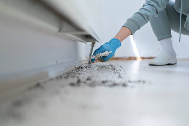 Best Mosquito Control Services  in Frankfort Square, IL
